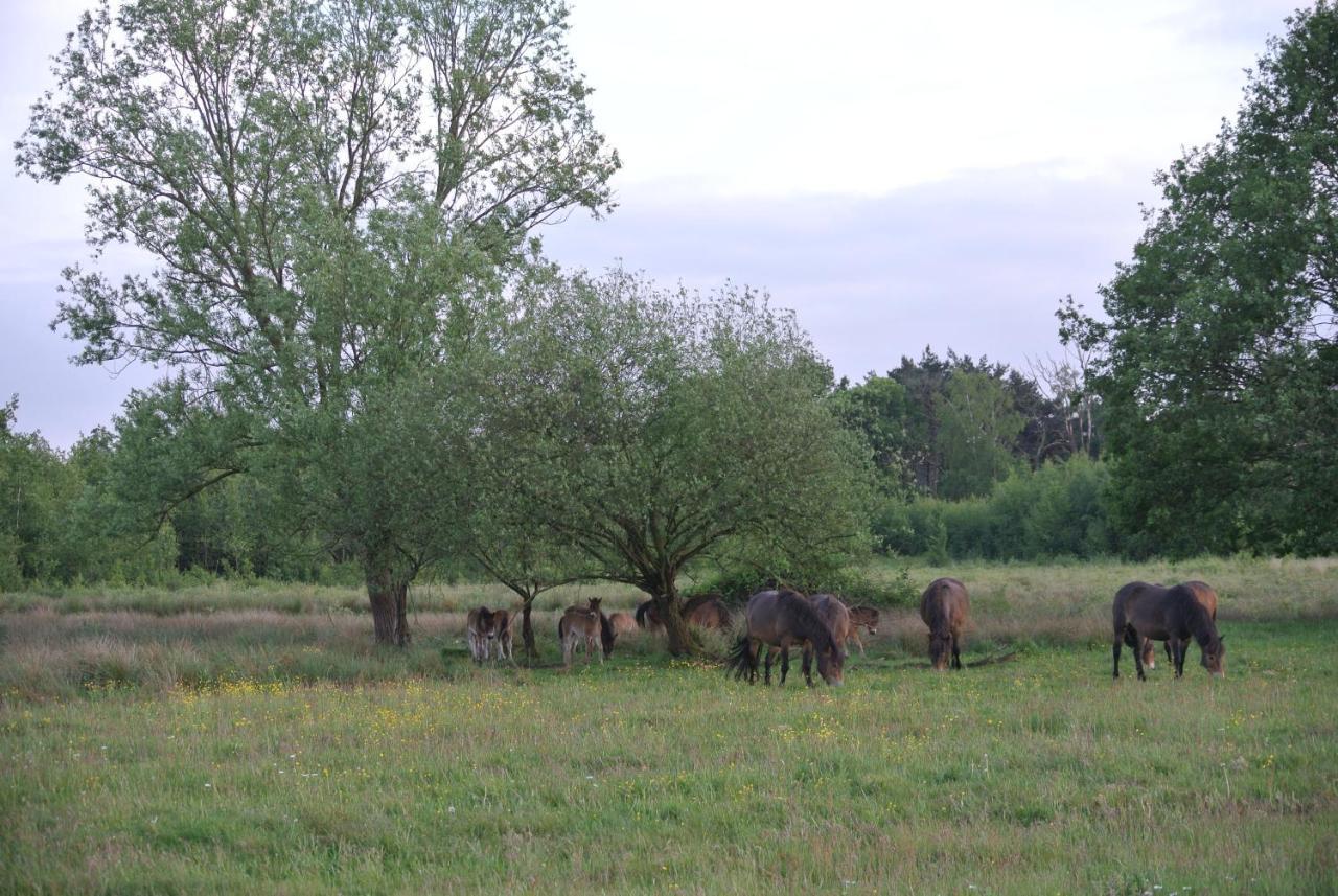 B&B, huisje, Het Kleine Genoegen Schayk Buitenkant foto