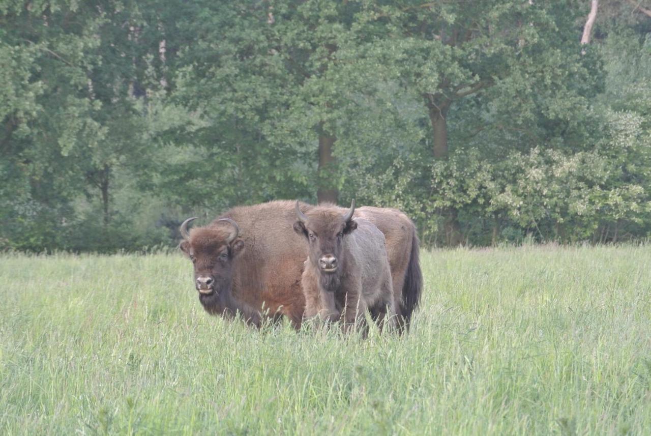 B&B, huisje, Het Kleine Genoegen Schayk Buitenkant foto