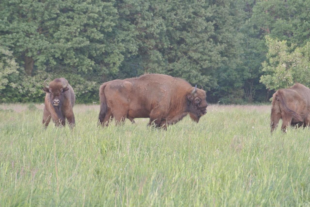 B&B, huisje, Het Kleine Genoegen Schayk Buitenkant foto