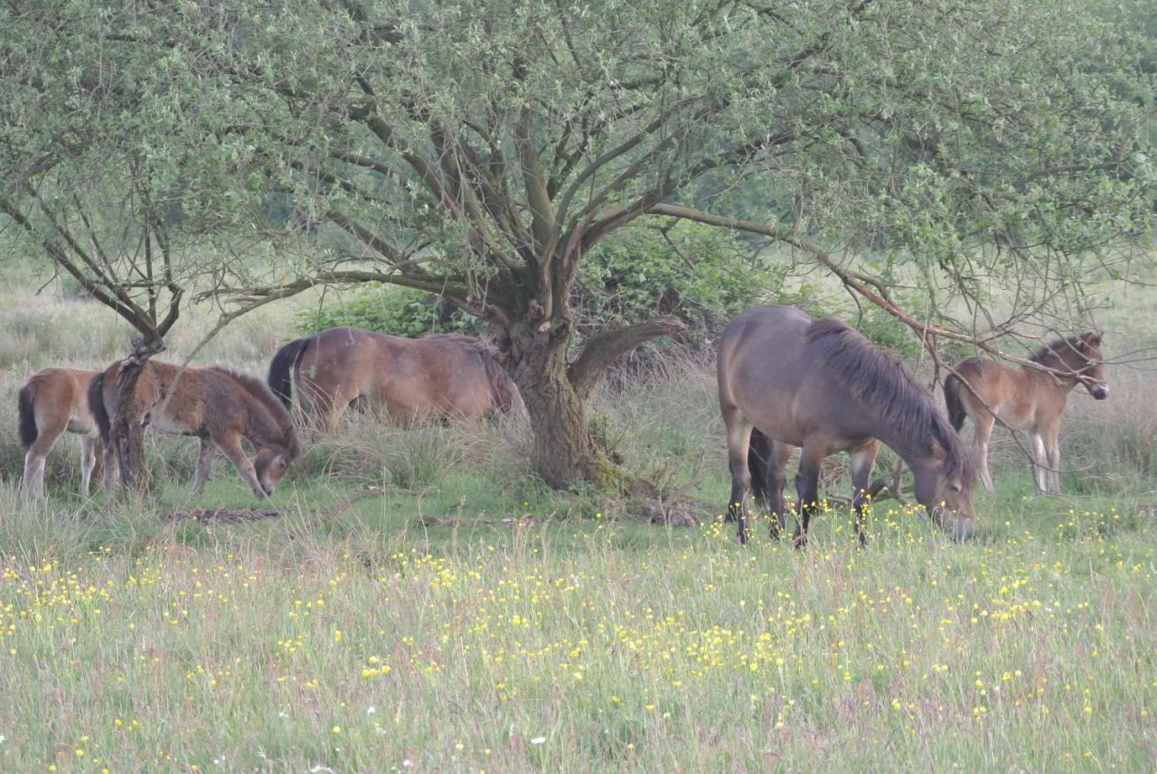 B&B, huisje, Het Kleine Genoegen Schayk Buitenkant foto